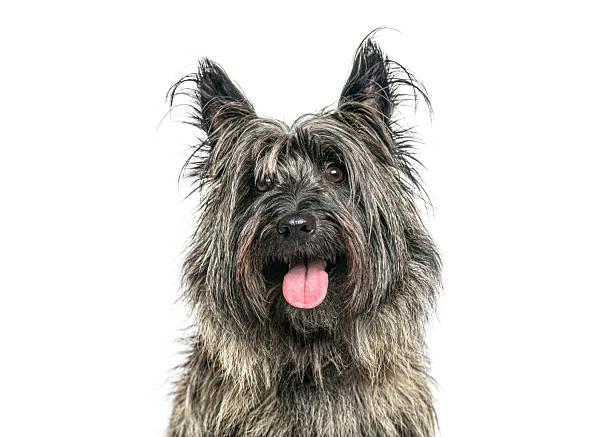 Cairn terrier dog looking at camera, panting with its tongue out on white background