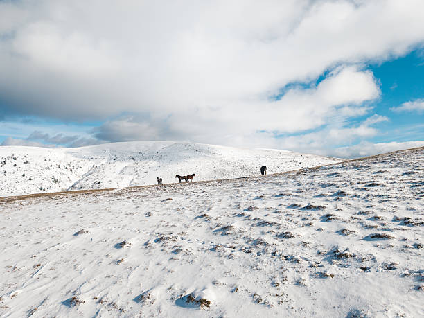 Wild horses captured in a snowy mountain environment in Bulgaria. Cold winter atmosphere highlights wildlife adaptation, freedom, and pristine nature.