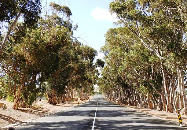 A straight rural road runs through the middle of a grove of large eucalyptus trees, forming a natural corridor with strong symmetry, depth, and a calm countryside atmosphere.