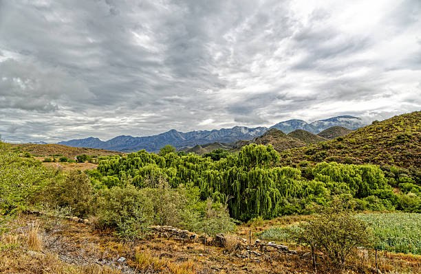 Willow trees and the Swartberg mountains in overcast stormy weather in the Little Karoo, Western Cape, South Africa