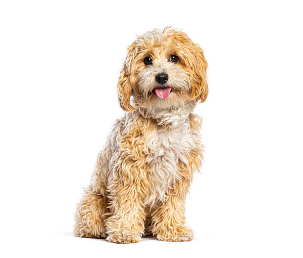istock Fluffy mixed breed dog sitting on white background 2256589644