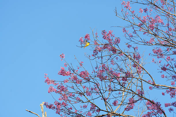 Soft focus Cherry blossoms, Pink flowers background.(PHOTO)