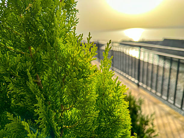 Green Cypress Foliage Close-Up with Golden Sunset Background