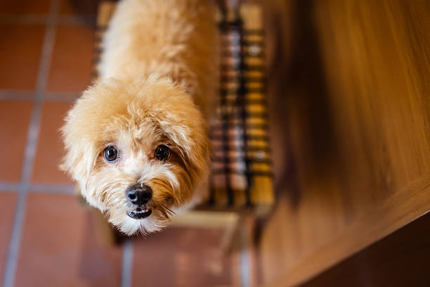 Domestic puppy is looking up while standing on chair.