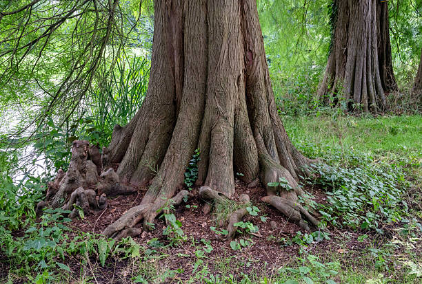 Chestnut tree in Gothenburg city park.