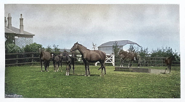 Horses at a stud farm, Mares and foals, Victorian, Vintage photograph 1890s 19th Century