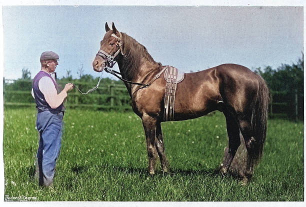 History horse breeding, The Saltback Stud, Laureate II, Victorian, Vintage photograph 1890s 19th Century