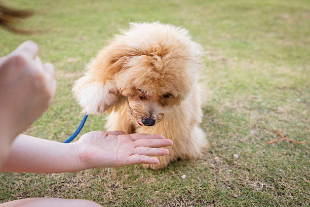 Toy poodle is waiting to instructions from owner at public park.