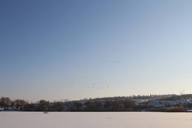 Canada geese (Branta canadensis) captured in flight above a partially frozen body of water during winter, wings fully extended, illustrating avian behavior and adaptation to cold conditions in an urban park.