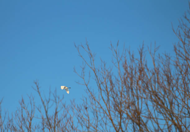 A bird flying in the sky. Tree. Sky. Outdoor. Plant. Day