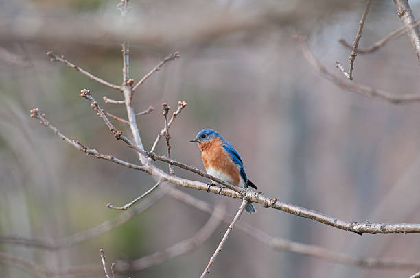 Eastern Bluebird perched on a branch in New York during April