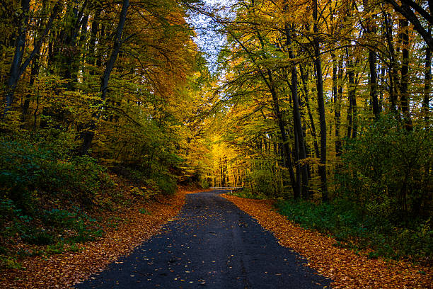ground road through red autumn forest covered by dry leaves