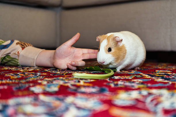 Kid petting a guinea pig while it is eating chards (not recognizable, close-up on the hand and pet)
