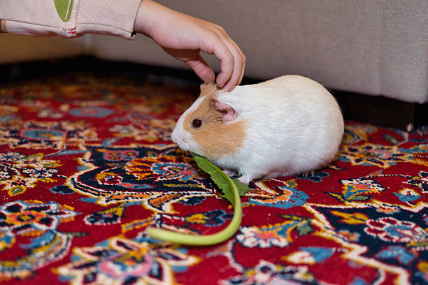 Kid petting a guinea pig while it is eating chards (not recognizable, close-up on the hand and pet)