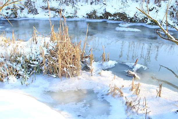 Natural winter scenery with dry PHRAGMITES AUSTRALIS growing along the edge of a frozen lake. Snow, golden reeds and dark ice create a striking seasonal contrast in this peaceful landscape. Photographed in Poland in December 2025. NO PEOPLE.