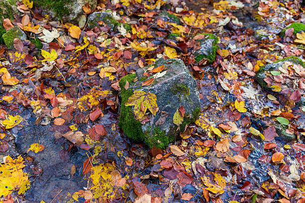 Colorful autumn leaves rest and drift in a shallow forest stream around moss-covered stones. Natural seasonal background highlighting textures, moisture, and calm woodland atmosphere with rich fall colors.