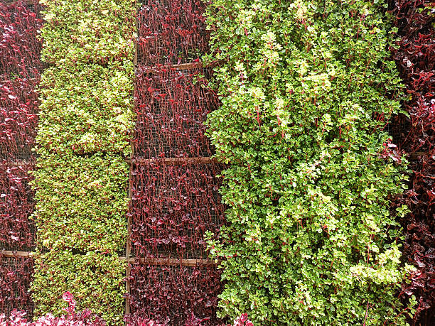 Photography of flowers climbing on a wall in alternating green and purple colors. Ornamental plants are planted on the wall to decorate the tourist area. Backgrounds of planted walls