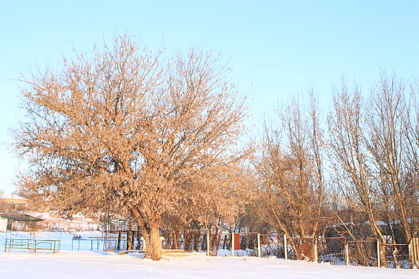 A group of trees in a snowy field. Tree. Outdoor. Sky. Snow. Plant