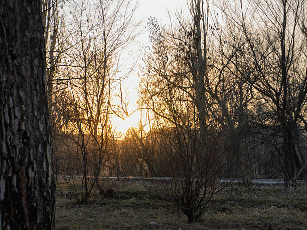 A landscape photograph featuring the silhouettes of bare trees in a forest setting against a bright sunset. The sun is positioned low on the horizon, creating a starburst effect and backlighting the thin branches. In the foreground, a textured tree trunk frames the left side. A road is visible in the background behind the dense thicket of woods. The scene depicts a late autumn or winter atmosphere with golden light permeating the cold environment.