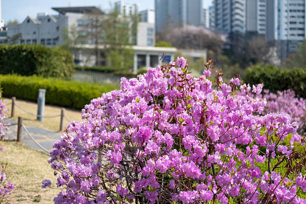 Ewha Womans University in spring with colorful flower. It is a private women's university in Seoul, South Korea