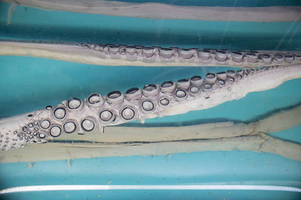 Observing details of a squid arm with rows of suction cupped tentacles