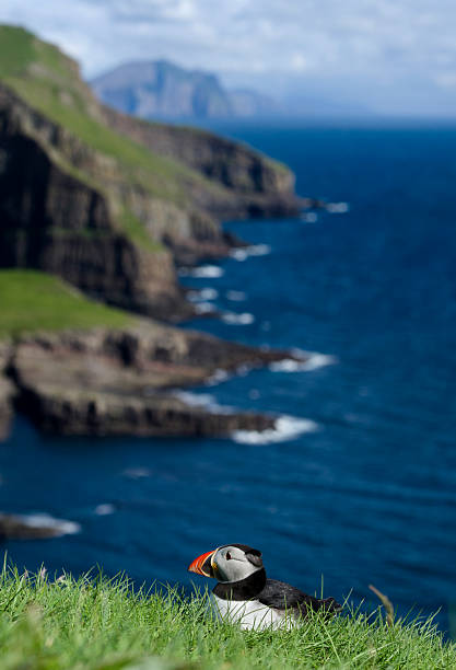 Atlantic puffin resting on green grass overlooking the blue ocean and coastal cliffs