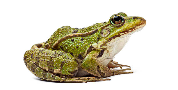 Green water frog sitting, profile view on a white background