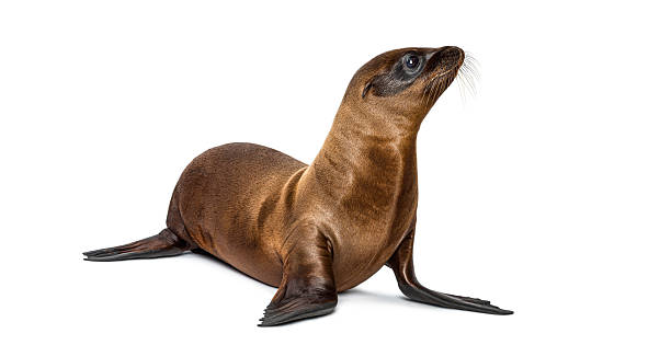Young california sea lion pup isolated on solid white backdrop