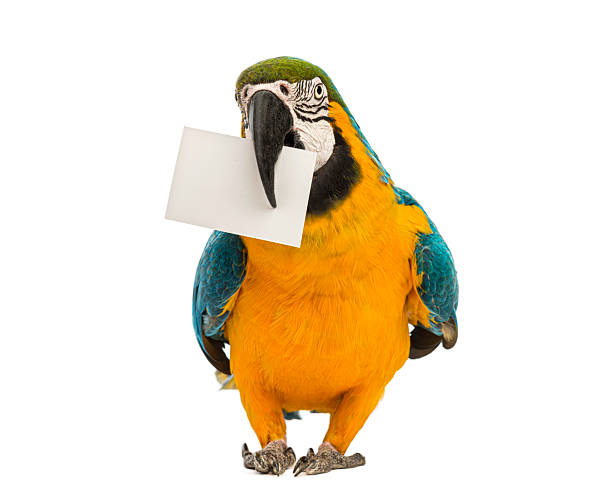 Blue and yellow macaw parrot standing and holding a white blank card in its beak