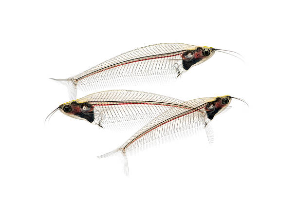 Glass catfish swimming, showing transparent body on white background