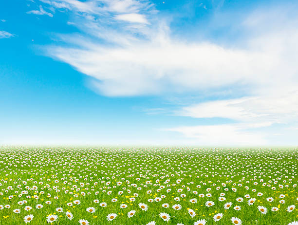 istock Imaginary landscape with flower meadow and blue sky 2256609481