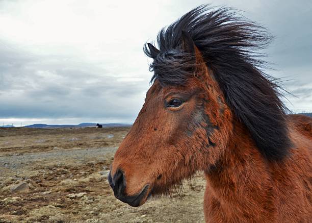 Portrait of Icelandic pony in wild
