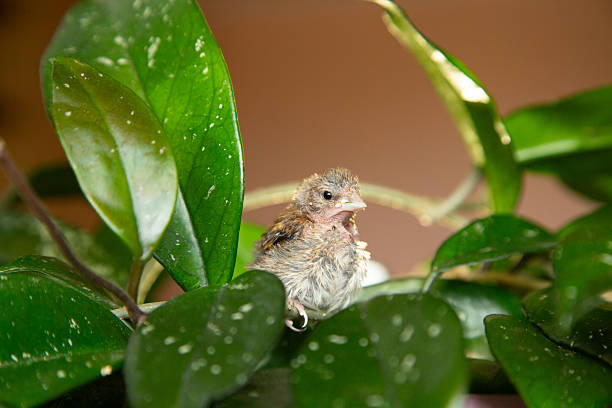 A cute little wild bird sits on a hoya vine