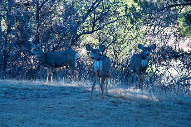 Mule deer family looking at camera in the Rocky Mountains at Colorado Springs, Colorado