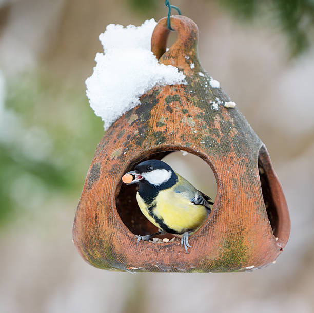 A small bird clings to a wire mesh bird feeder, eating seeds in a lush garden. The scene showcases the harmony of nature and human craftsmanship in creating a haven for wildlife in outdoor spaces.