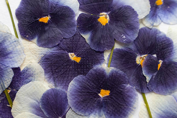 Purple pansy flowers close up