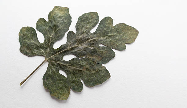 Watermelon leaf isolated on a white background, herbarium.