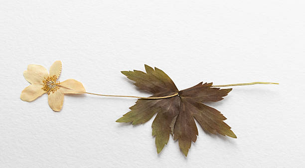 Dried jasmine flowers on a white background, herbarium.