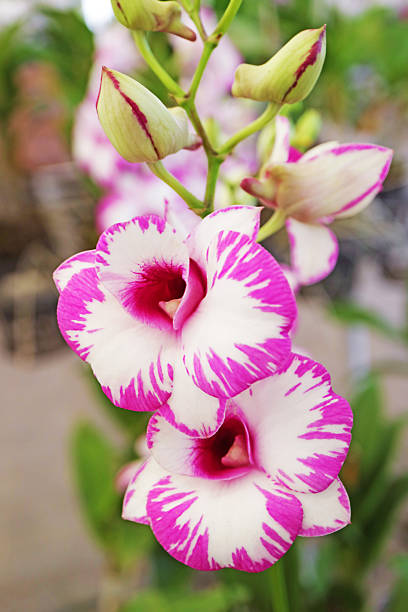 Beautiful flowers from the tropical japanese orchid. High quality photo