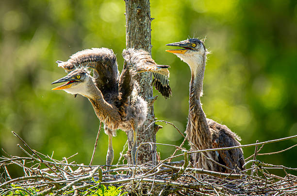 Two young Great Blue Herons quickly outgrowing their nest in a lowcountry rookery near Charleston, South Carolina.