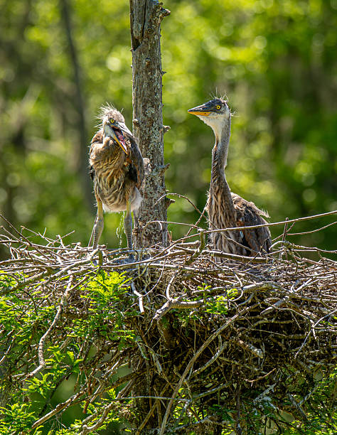 Two young Great Blue Herons quickly outgrowing their nest in a lowcountry rookery near Charleston, South Carolina.