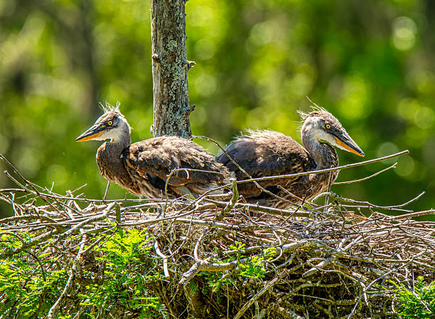 Two young Great Blue Herons quickly outgrowing their nest in a lowcountry rookery near Charleston, South Carolina.