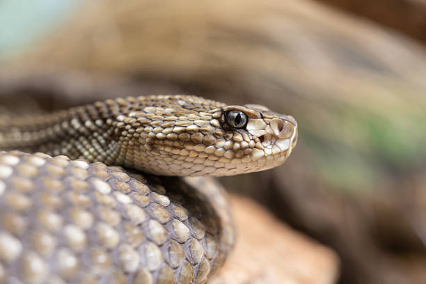 Snake closeup showing scale and eye details.