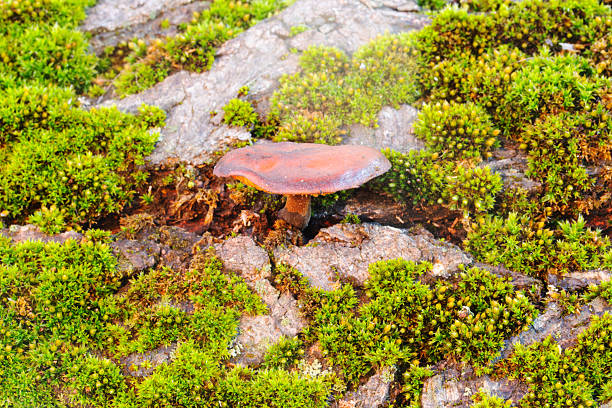 Small brown mushroom growing on old tree bark surrounded by bright green moss. Macro nature detail,Nature background