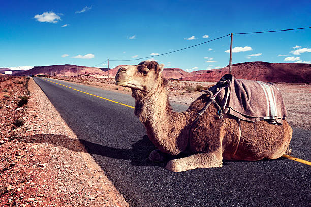 Portrait of camel on desert at sunset, Morocco