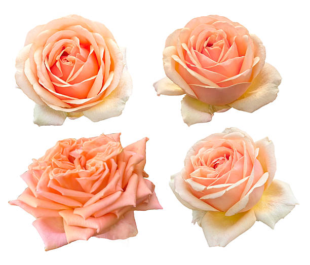 cluster of pink roses spiraling petals warm light blooms in varied stages a floral meditation on tenderness time and quiet rhythm of becoming