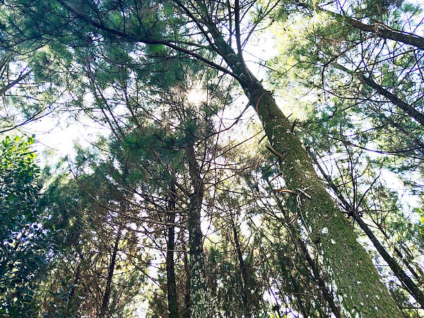 Peaceful Pine Forest Landscape in Rural Bandung, West Java, Indonesia