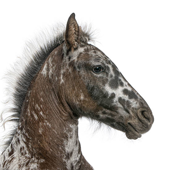 Spotted appaloosa foal head and neck in profile against a clean white backdrop