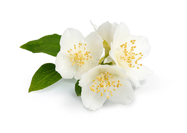 istock Jasmine flowers isolated on white background. fragrant white flowers with leaves. 2256617502