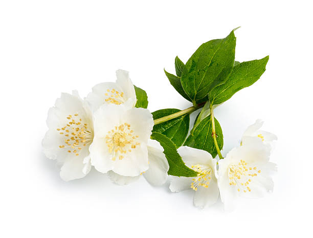 istock Jasmine flowers isolated on white background. fragrant white flowers with leaves. 2256617507